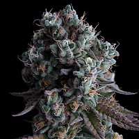Black Sugar 2.0 Feminized Seeds