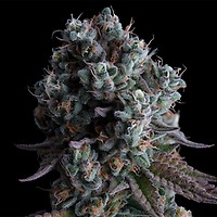 Tangie Feminised Seeds | Buy RQS sativa seeds from Seedsman