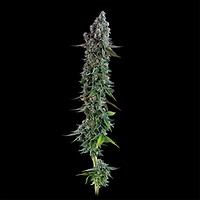 Black Sugar 2.0 Feminized Seeds – alternate view