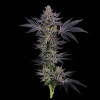 Gorilla Runtz Feminized Seeds