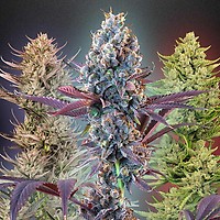 MegaMix Auto Feminized Seeds