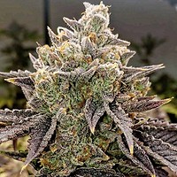 Bubble Gummy Auto Feminized Seeds