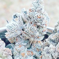 Jelly Breath S1 Feminized Seeds