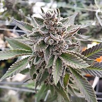 Platinum Garlic Feminized Seeds