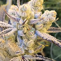 Sugar Cane Feminized Seeds