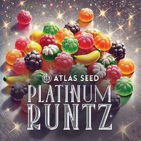 Platinum Runtz Feminized Seeds