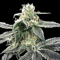 Blue Dream Feminized Seeds