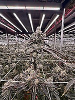 Blood Moon Gelato Ltd Edition Feminized Seeds – alternate view