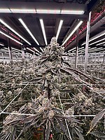 Blood Moon Gelato Ltd Edition Feminized Seeds – alternate view