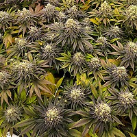 Green Crack Feminized Seeds – alternate view