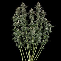 Sour Diesel Feminized Seeds – alternate view