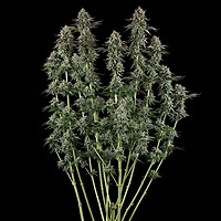 Sour Diesel Feminized Seeds – alternate view