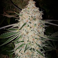Pluto Cut RF3 Auto Feminized Seeds