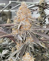 Super Boof Clones