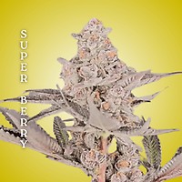 Super Berry Clones