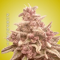 Purpburst Clones