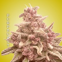 Purpburst Clones