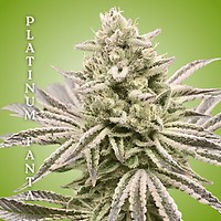 Platinum Fanta Clones