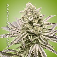 Platinum Fanta Clones
