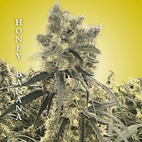 Honey Banana Clones