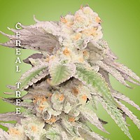 Cereal Tree Clones