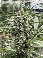Thai Cookies Auto Feminized Seeds – alternate view