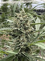Thai Cookies Auto Feminized Seeds – alternate view