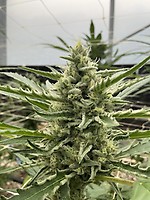 Lilac Cookies Auto Feminized Seeds – alternate view