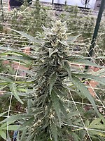 Chem Cookies Auto Feminized Seeds – alternate view