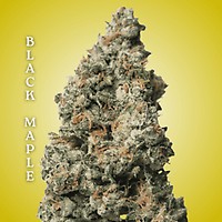 Black Maple Clones