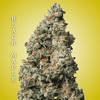 Black Maple Clones