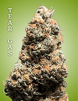 Tear Gas Clones