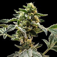 Sherbanger Feminized Seeds – alternate view