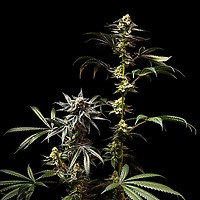 Jelly Cake Feminized Seeds – alternate view