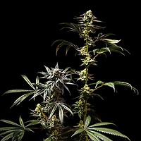 Jelly Cake Feminized Seeds – alternate view
