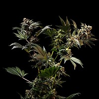 Gush Mintz Feminized Seeds – alternate view