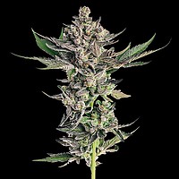 Grapes & Cream Feminized Seeds