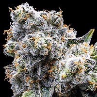 Grapes & Cream Feminized Seeds – alternate view