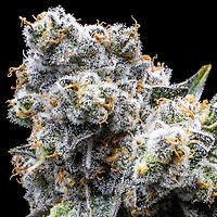 Grapes & Cream Feminized Seeds – alternate view