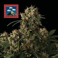 OG Kush Auto Feminized Seeds x 3 - Special Offer