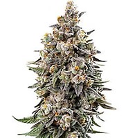 Tuscan Gelato Clones
