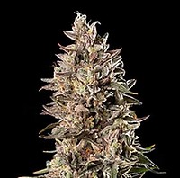 Sherbert Haze Clones