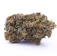 Purple Palm Tree Delight Clones