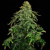 Freaky Ryder Auto Feminized Seeds – alternate view