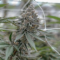 Super Boof Clones