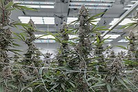 Super Boof Clones – alternate view