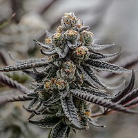 Sunset Spice Clones