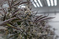Sunset Spice Clones – alternate view