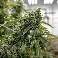 GG4 Clones