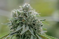 GG4 Clones – alternate view